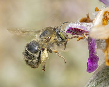 Close-up of bee on purple flower