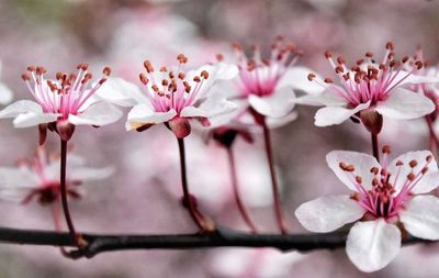 Close-up of pink flowers