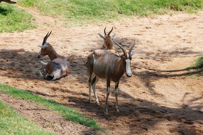 Deer standing on field