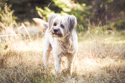 Portrait of dog standing on field