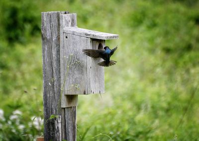 Tree swallow flying by birdhouse on field