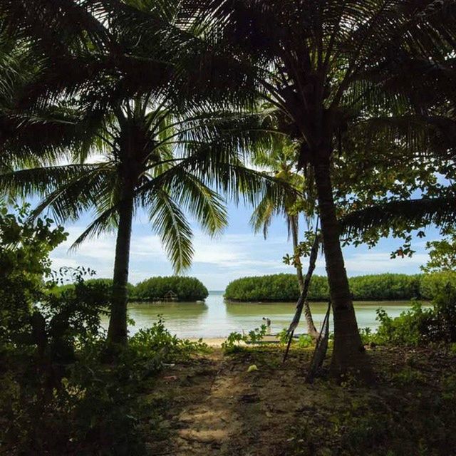 tree, water, tranquility, tranquil scene, scenics, beauty in nature, growth, palm tree, nature, green color, branch, sky, tree trunk, idyllic, lake, reflection, day, outdoors, non-urban scene, no people