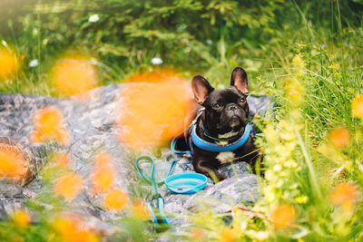 View of a french bulldog dog sitting on blanket in the grass and wildflowers during summer