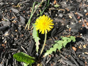 Close-up of yellow flowering plant on land