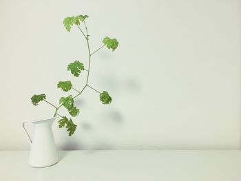 Close-up of potted plant over white background