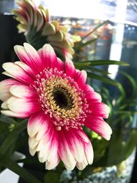 Close-up of pink flower