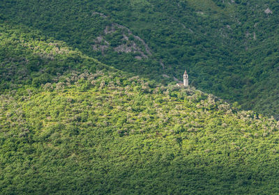 High angle view of trees and plants in forest