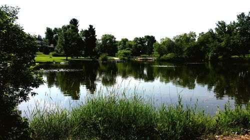 Reflection of trees in lake