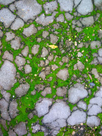 High angle view of moss growing on footpath