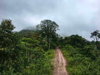 Road amidst plants and trees against sky