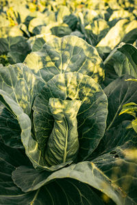 Close-up of fresh green leaves