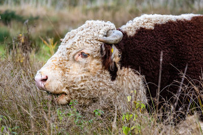 Close-up of goat on field