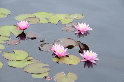 Lotus water lily in lake