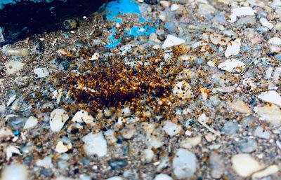 Close-up of crab on rock