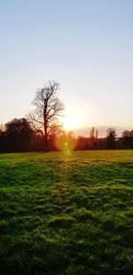 Scenic view of field against clear sky during sunset