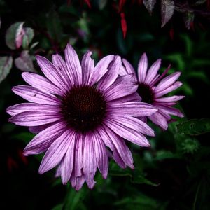 Close-up of pink flower