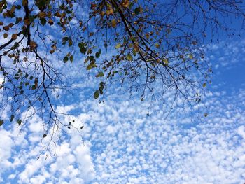 Low angle view of flowers on tree against sky