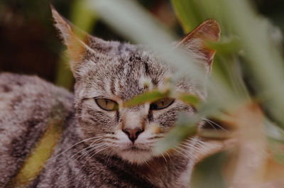 Close-up portrait of a cat