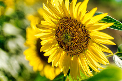 Close-up of sunflower