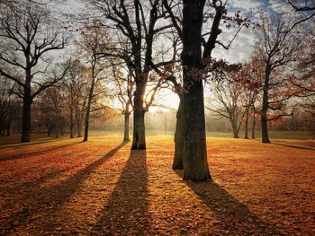 Bare trees on field during autumn