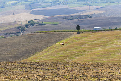 Scenic view of agricultural field