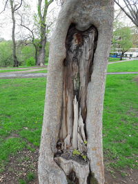Close-up of tree trunk in park