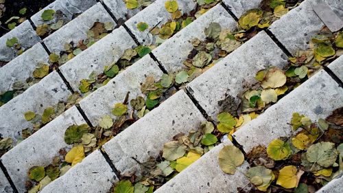 Full frame shot of steps