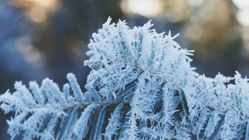 Close-up of frozen ice