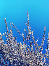 Low angle view of cherry blossom against blue sky