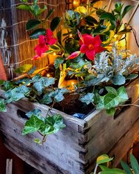 Close-up of flowering plants on wood