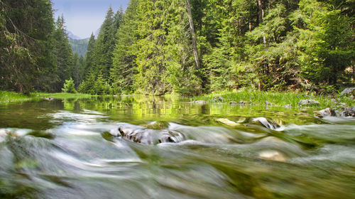 Scenic view of lake in forest