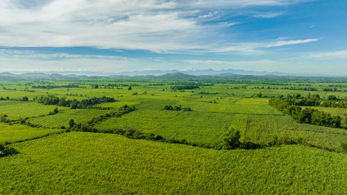 Top view of sugarcane plantations against the backdrop of mountains during sunrise. 