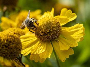 Honey bee gathering pollen on a yellow helenium sneezeweed flower in a garden