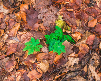 High angle view of autumn leaves