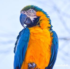 Close-up of blue parrot