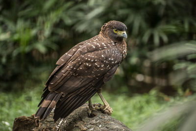 Close-up of eagle perching outdoors