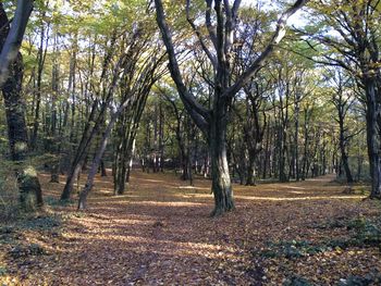 Trees in forest