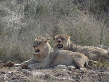 Photo of a group of lions resting at a waterhole in namibia