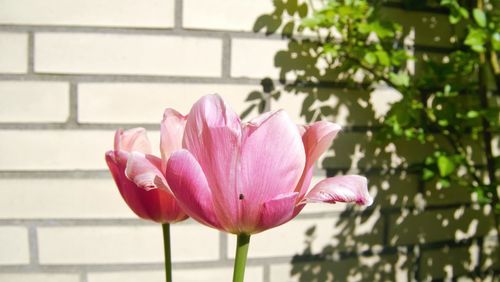 Close-up of pink flower