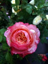 Close-up of pink rose blooming outdoors