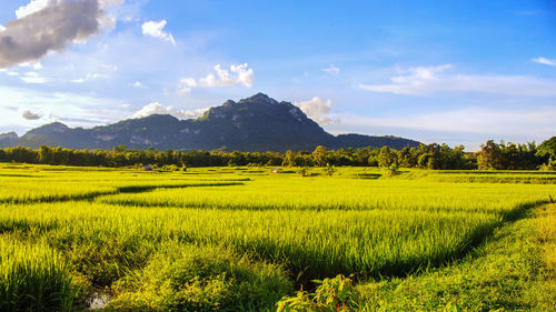 Scenic view of agricultural field against sky