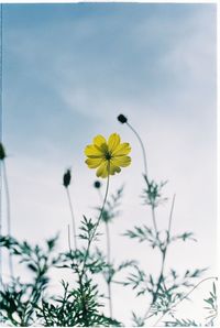 Close-up of yellow cosmos flowers blooming against sky