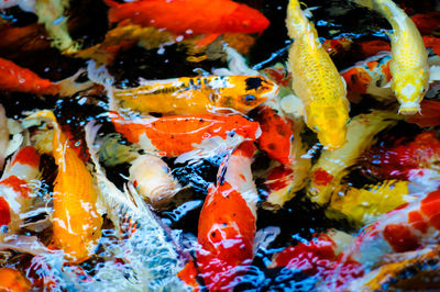 Close-up of koi carps swimming in sea