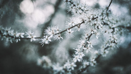 Close-up of frozen flowers on tree