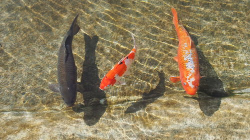 Fish swimming in water