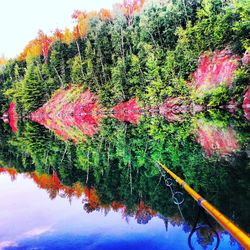 Plants growing in water