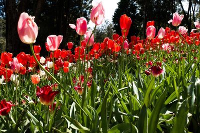 Close-up of red flowers blooming outdoors