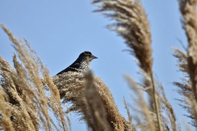 Low angle view of bird perching on branch against sky