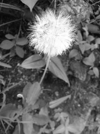 Close-up of dandelion flower