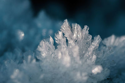 Close-up of snow covered plants